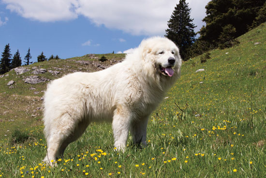 what does a great pyrenees dog look like